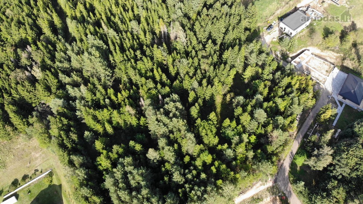 53 Arai Žalumos Jūsų Naujai Pradžiai - nuotraukos Nr. 3