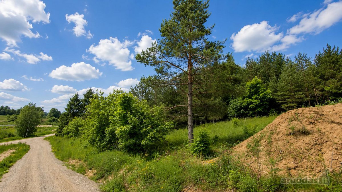 53 Arai Žalumos Jūsų Naujai Pradžiai - nuotraukos Nr. 8
