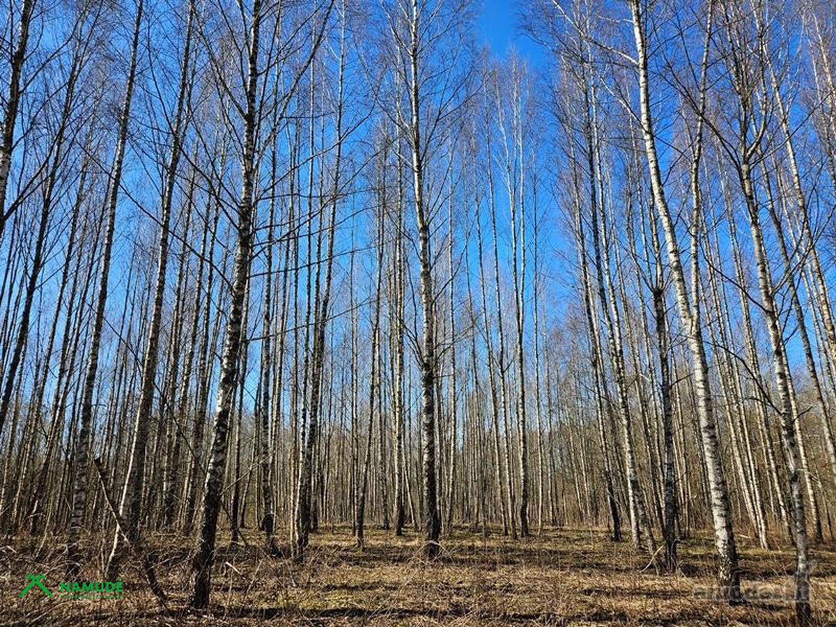 Parduodamas 10,77 ha žemės ūkio paskirties - nuotraukos Nr. 11
