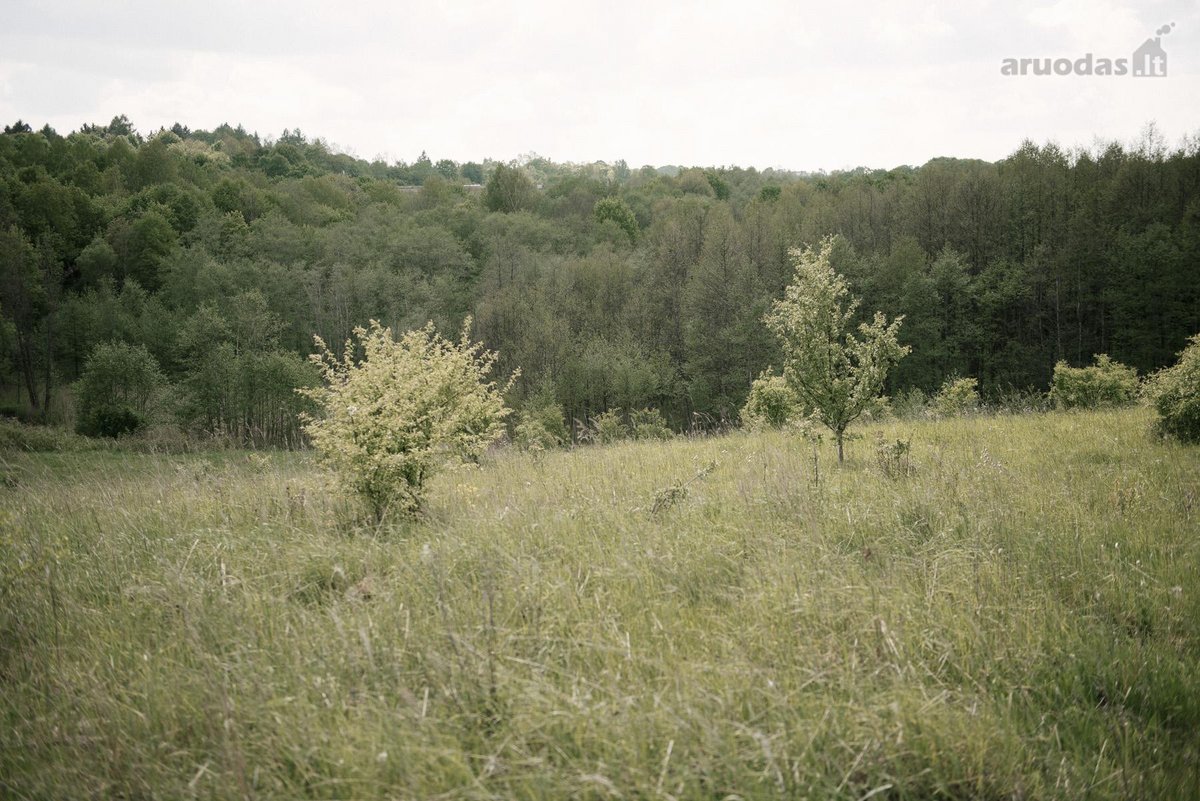 Parduodami 2, bendro 2,29 ha ploto, žemės - nuotraukos Nr. 12