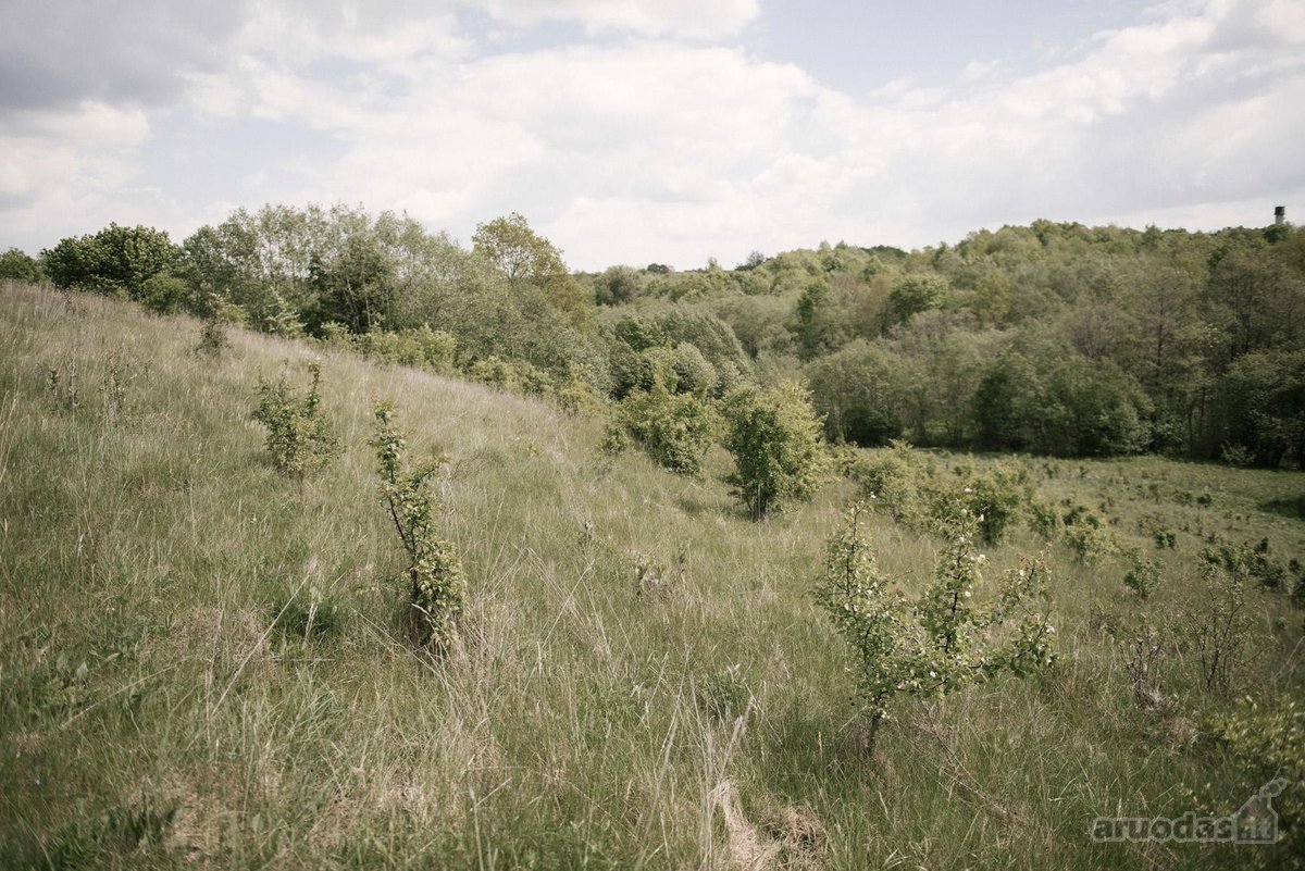 Parduodami 2, bendro 2,29 ha ploto, žemės - nuotraukos Nr. 16