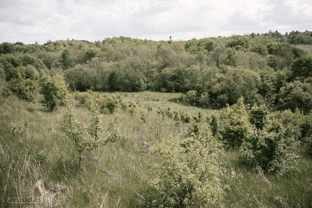 Parduodami 2, bendro 2,29 ha ploto, žemės - nuotraukos Nr. 17