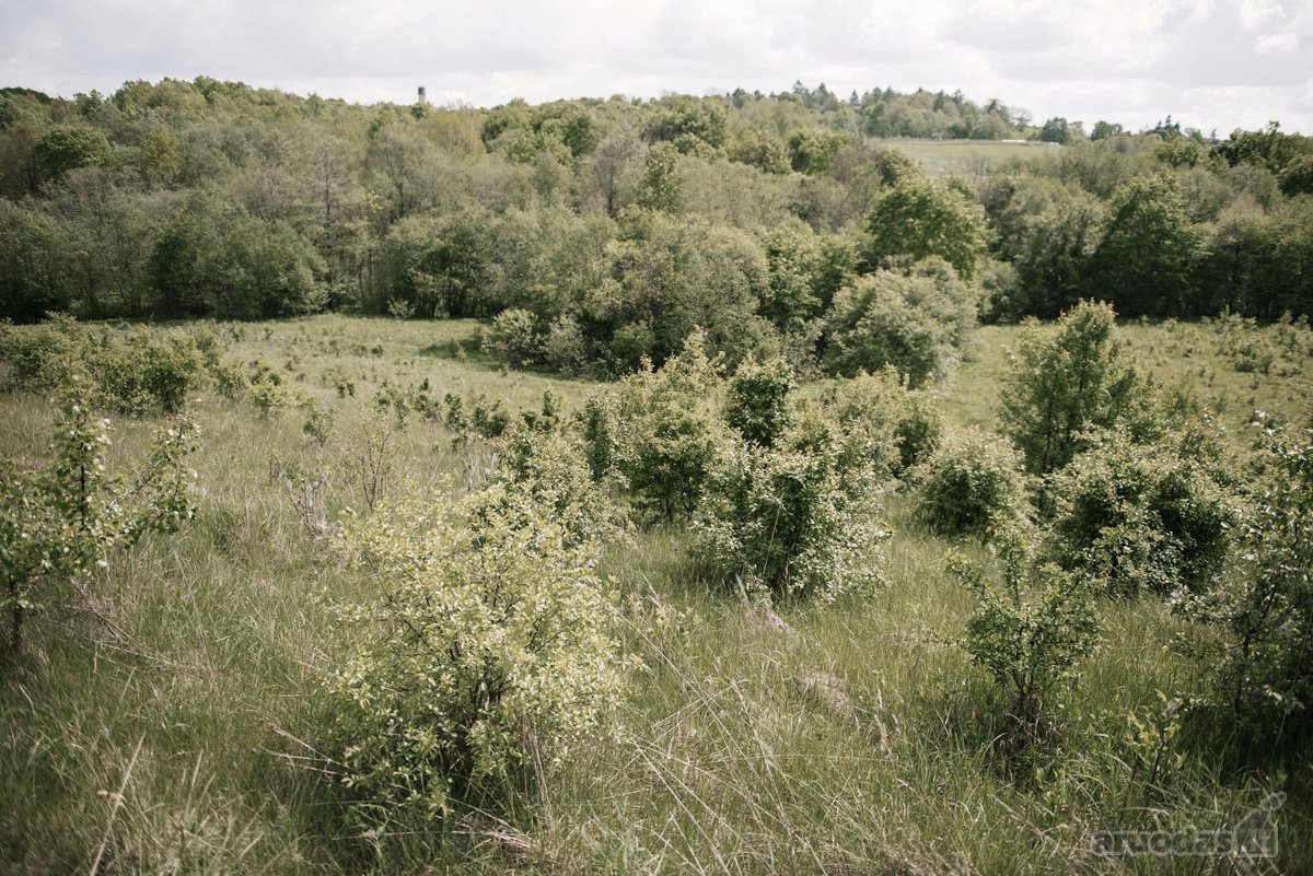 Parduodami 2, bendro 2,29 ha ploto, žemės - nuotraukos Nr. 18