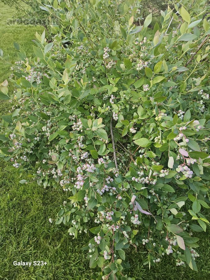 Parduodamas savo poreikiams iš kokybiškų - nuotraukos Nr. 38