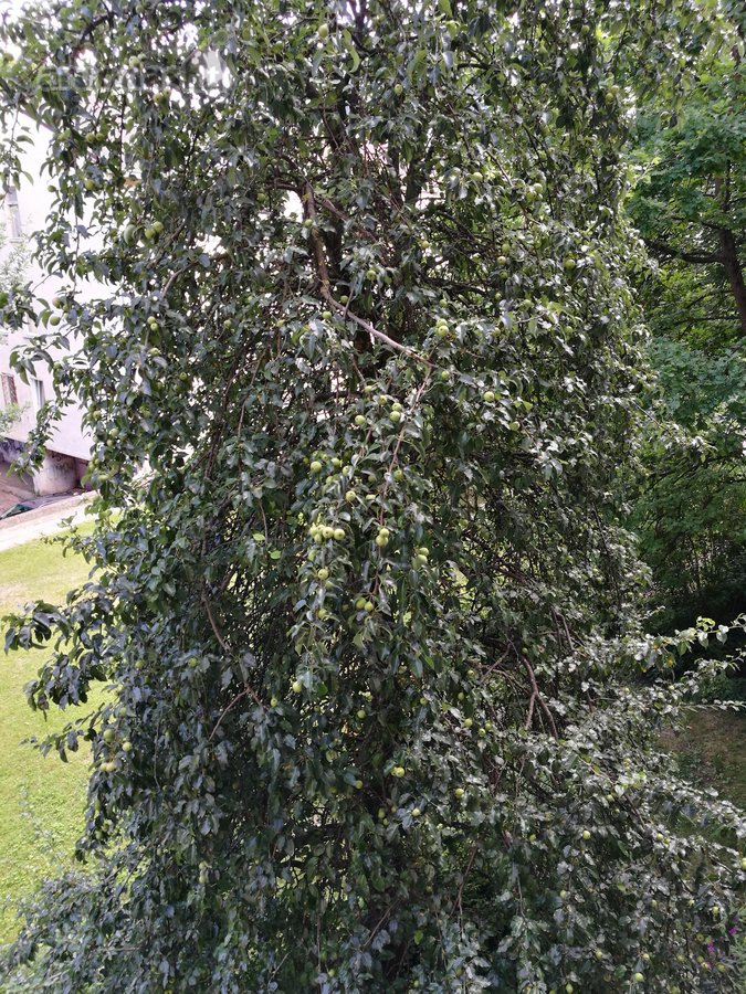 Vilniaus centre A.juozapavičiaus g.8 / Slucko - nuotraukos Nr. 5