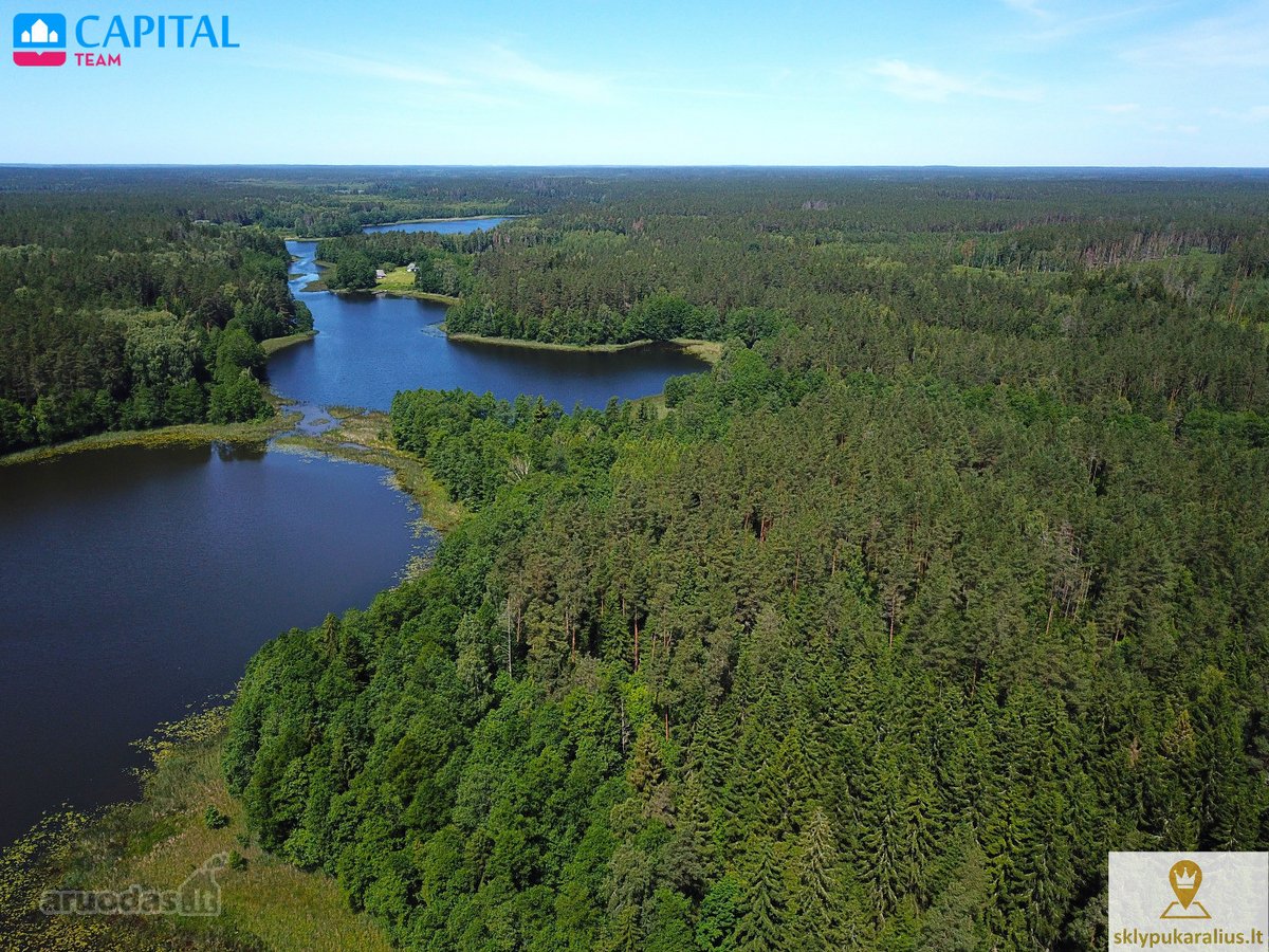 Labanoro girioje ant Lakajos upės ir Lakajos - nuotraukos Nr. 5