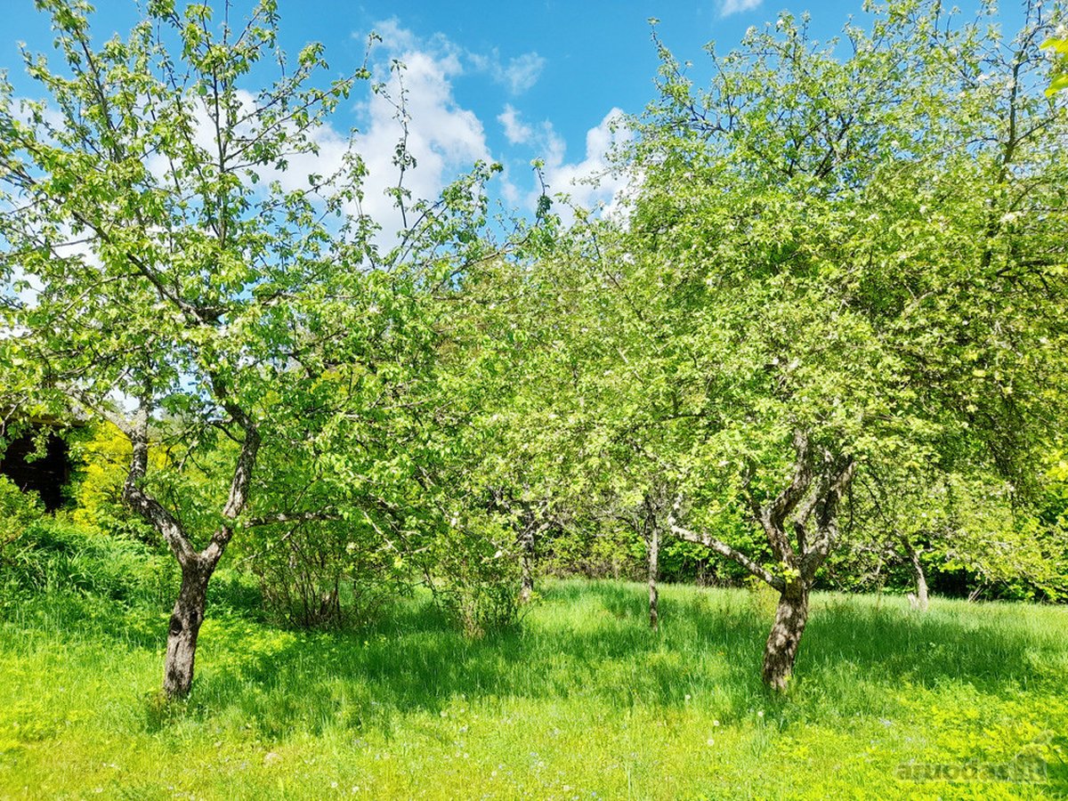 Išskirtinė Sodyba Su Tvenkiniu Miškų - nuotraukos Nr. 25