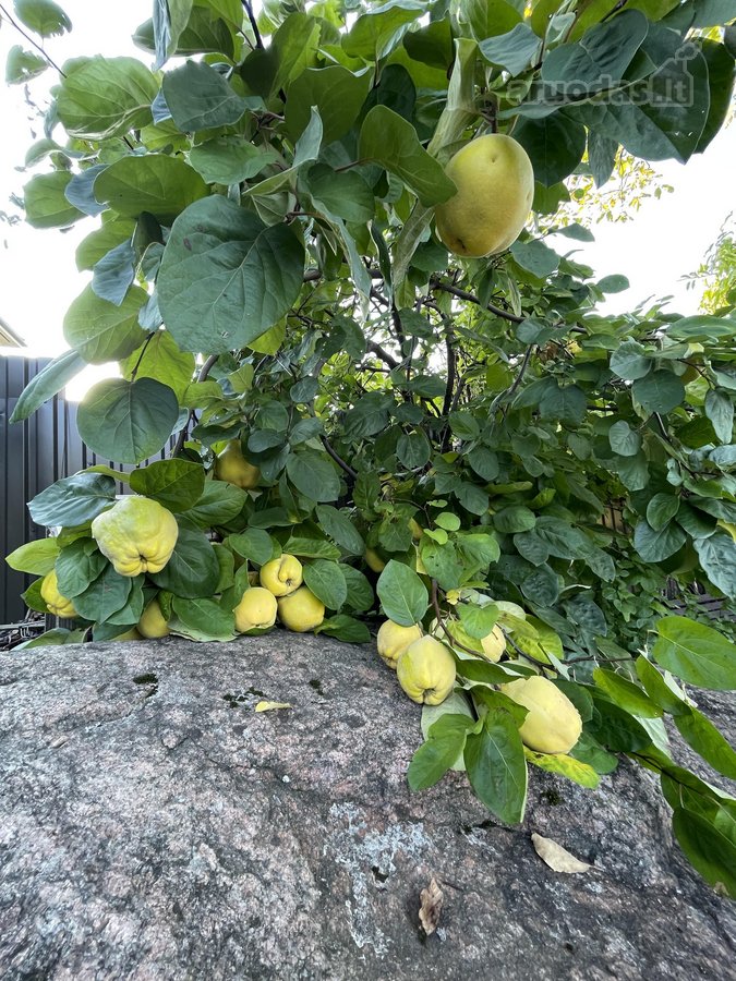 Parduodamas išskirtinės kokybės, pilnai - nuotraukos Nr. 74