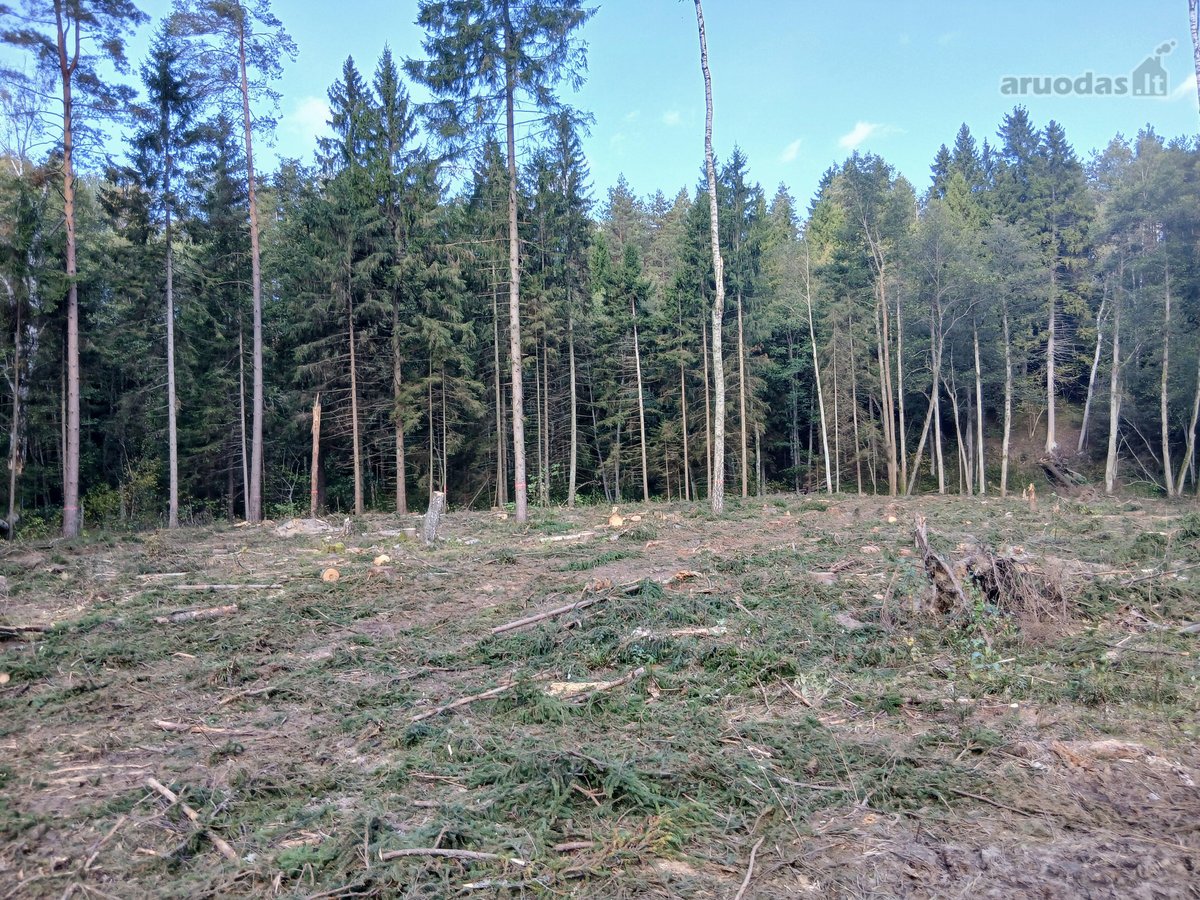 Unikalus pusiasalis su 250m Dubingos upės - nuotraukos Nr. 3