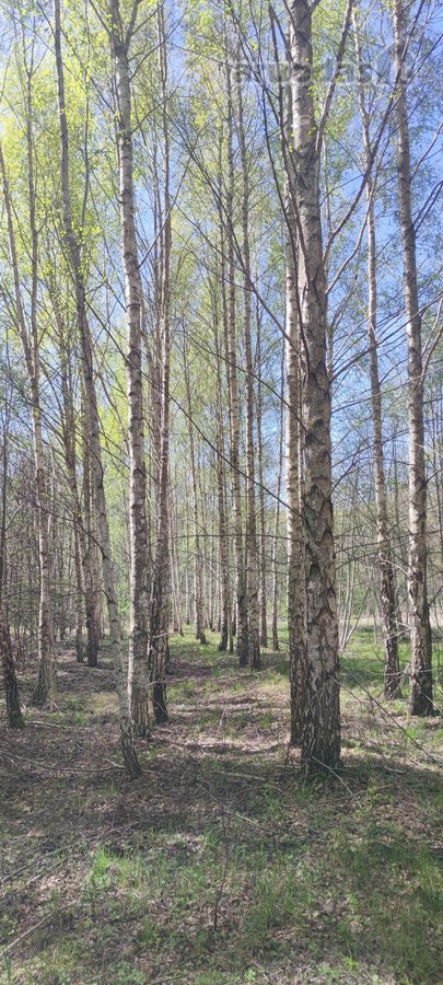 Parduodamas 30,3 ha sklypas Pasvalio rajone, - nuotraukos Nr. 3