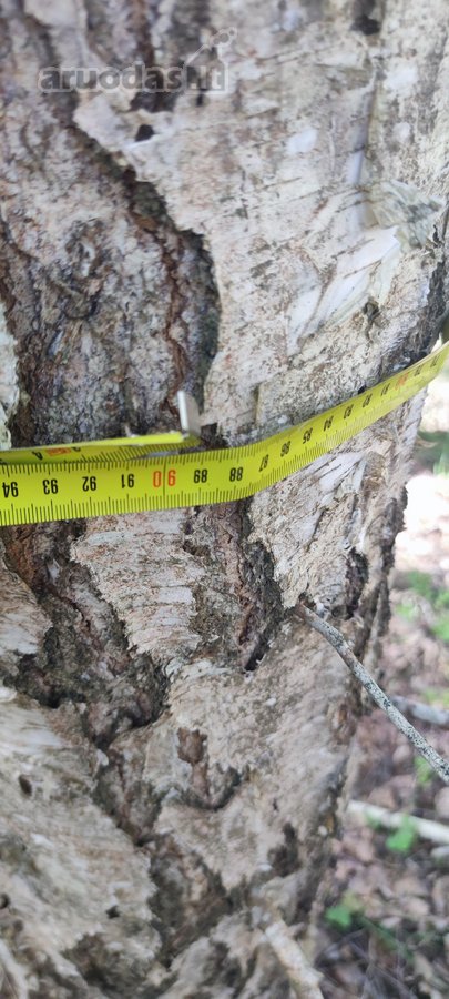 Parduodamas 30,3 ha sklypas Pasvalio rajone, - nuotraukos Nr. 4