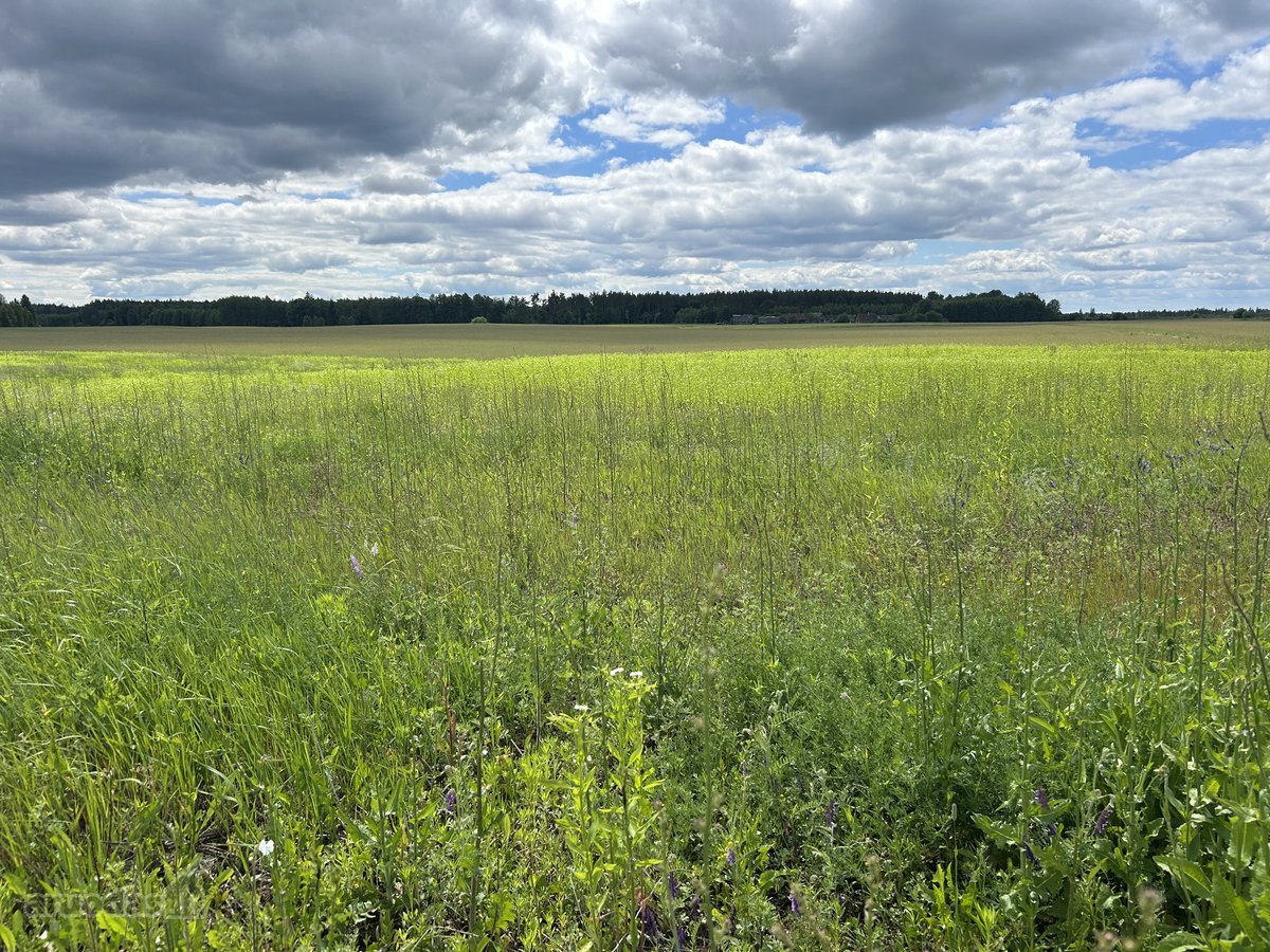 Parduodamas 2,6400 ha žemės ūkio paskirties - nuotraukos Nr. 6
