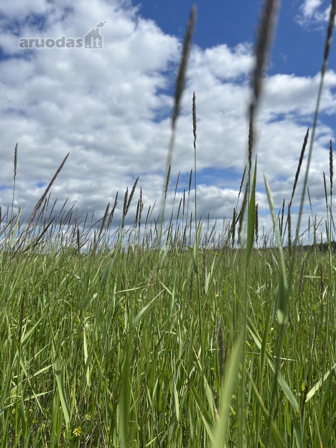 Parduodamas 2,6400 ha žemės ūkio paskirties - nuotraukos Nr. 7