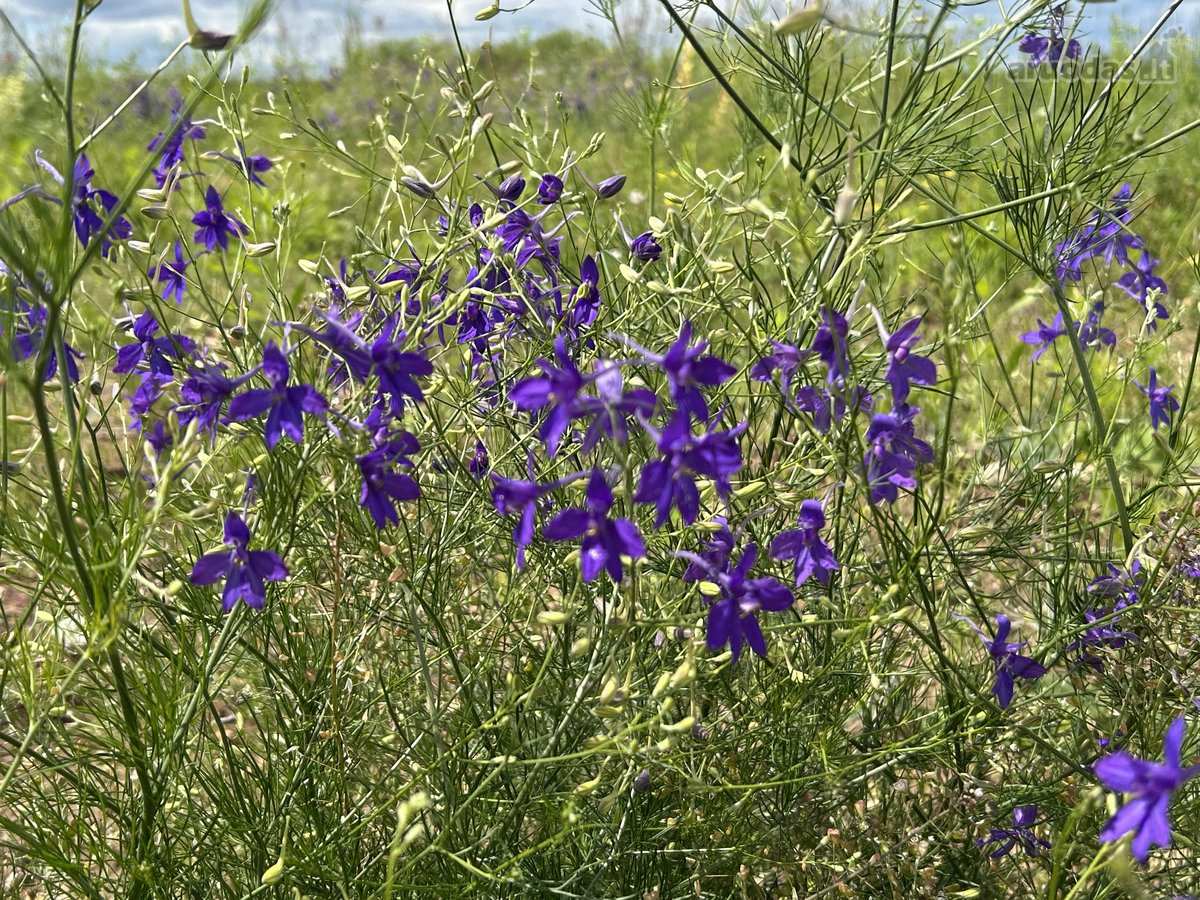 Parduodamas 2,6400 ha žemės ūkio paskirties - nuotraukos Nr. 5