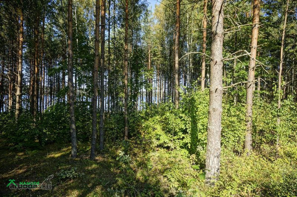 Parduodama išskirtinė sodybvietė ant Asalnų - nuotraukos Nr. 16