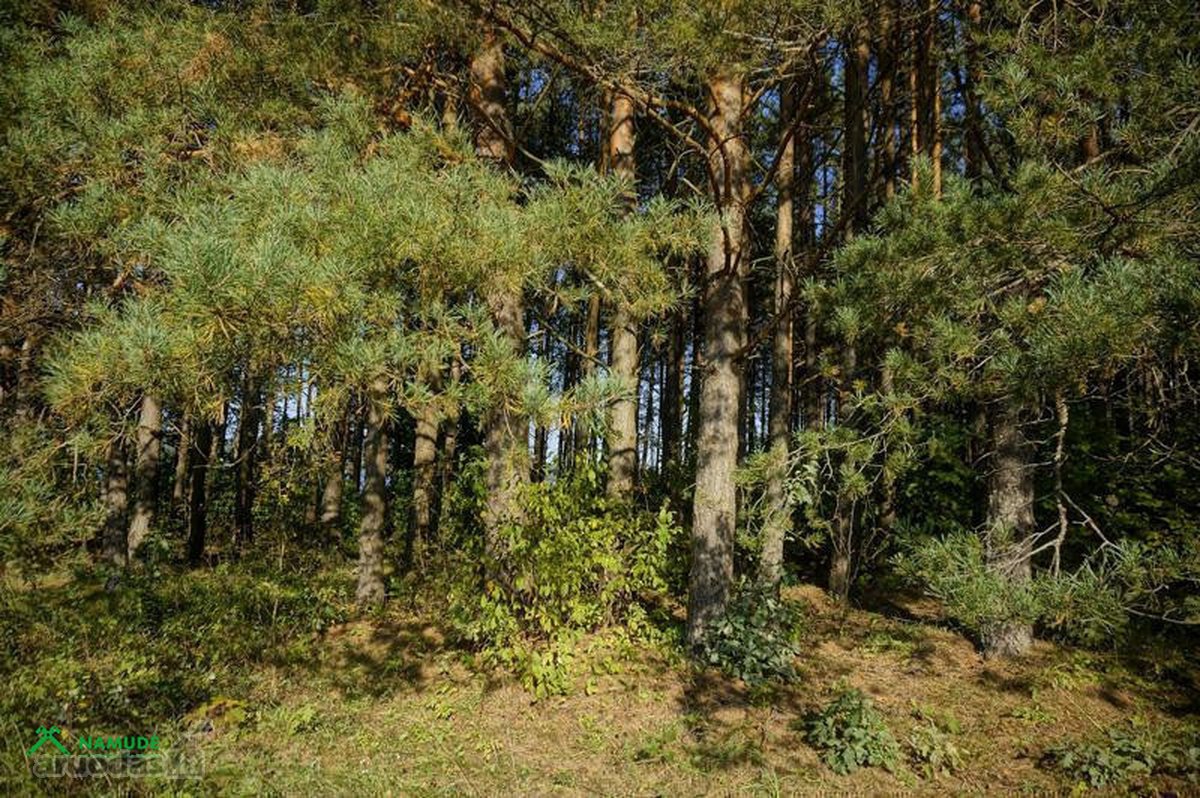 Parduodama išskirtinė sodybvietė ant Asalnų - nuotraukos Nr. 18