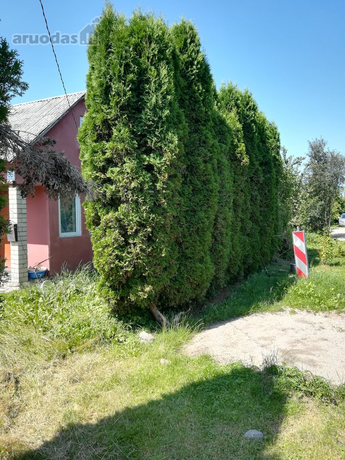 Parduodamas 6,15 a sodo sklypas su nameliu ir - nuotraukos Nr. 2