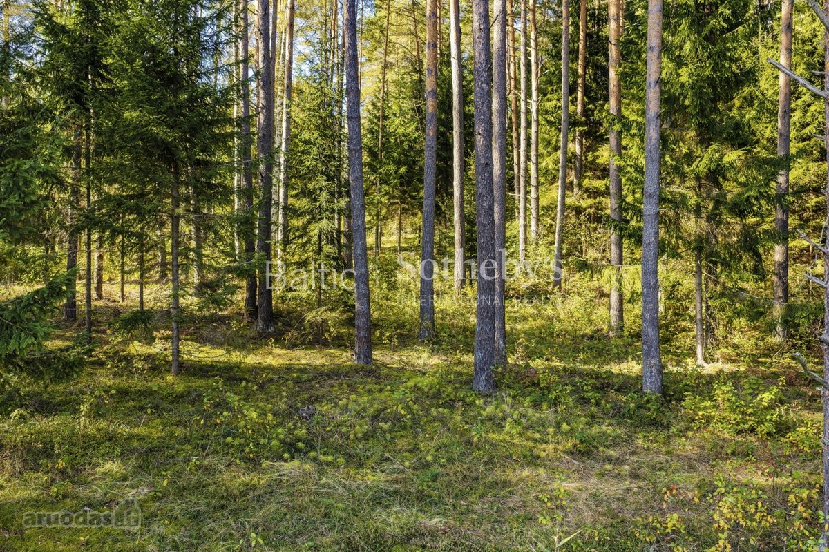 Privatumas miško apsuptyje, ant Juodyno ežero - nuotraukos Nr. 6