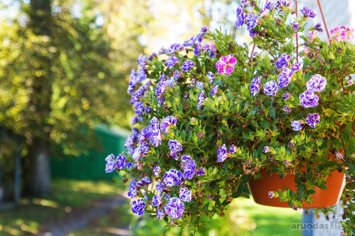 Parduodamas 3 kambarių butas Švenčionių - nuotraukos Nr. 48