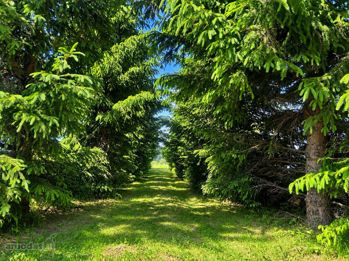 Tvarkinga, Jauki Sodyba Kalvų Ir Miškų - nuotraukos Nr. 22