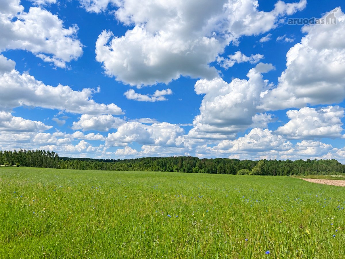 Tvarkinga, Jauki Sodyba Kalvų Ir Miškų - nuotraukos Nr. 26