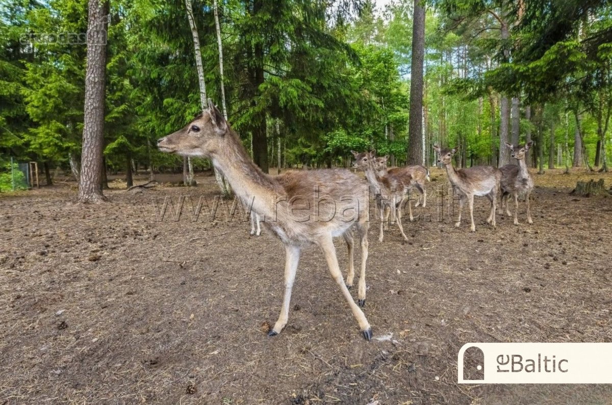 Parduodamas išskirtinis namas gamtos apsuptyje. - nuotraukos Nr. 3
