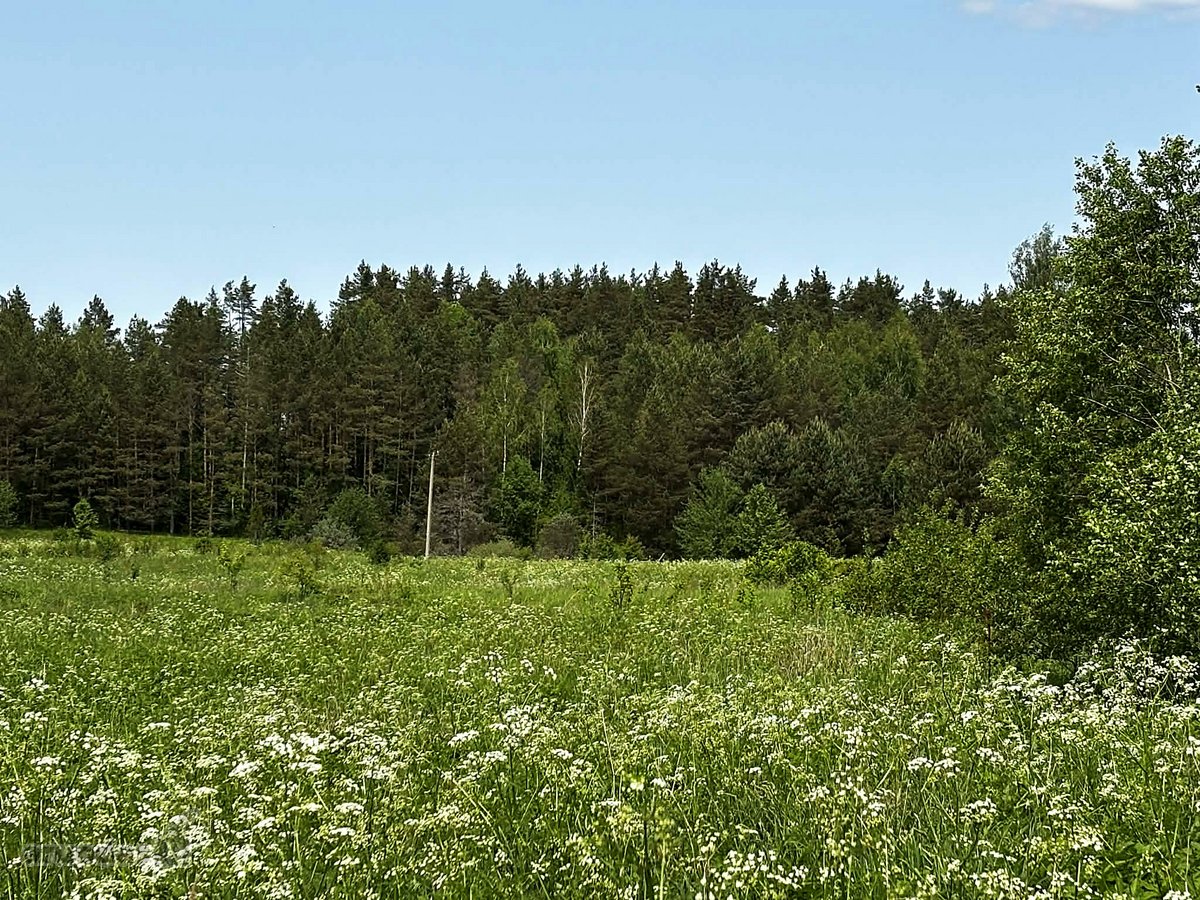  Parduodamas 10,15 ha sklypas su leidimu - nuotraukos Nr. 3