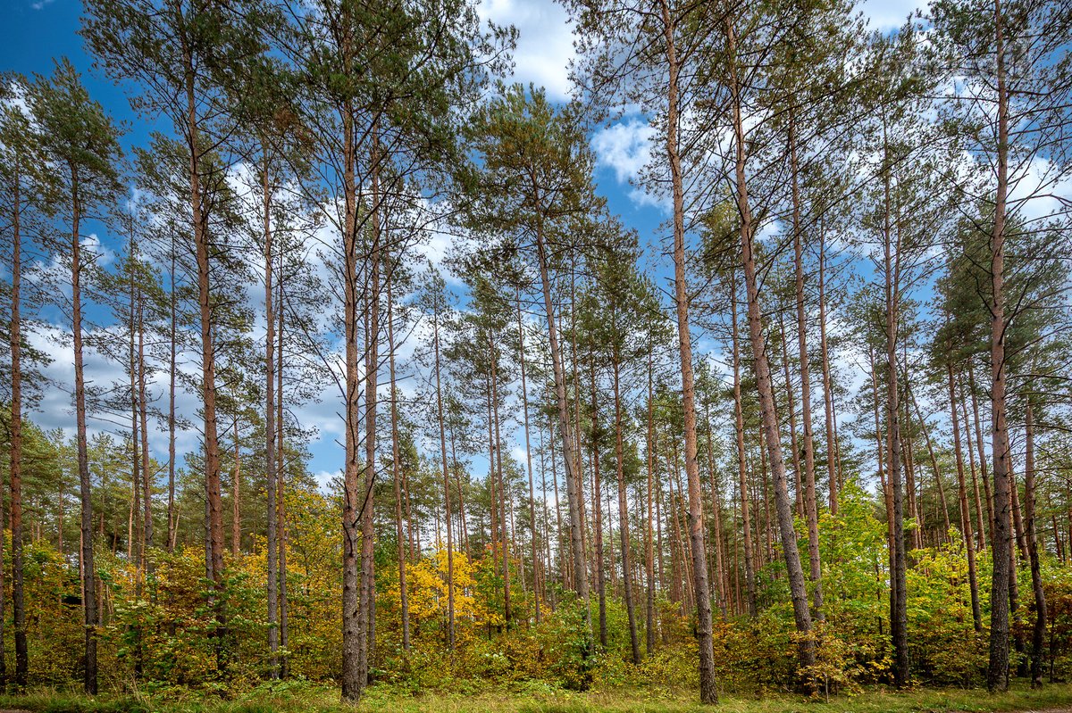 Vilniaus Raj. Marijampolio Sen. Terešiškių K. - nuotraukos Nr. 34