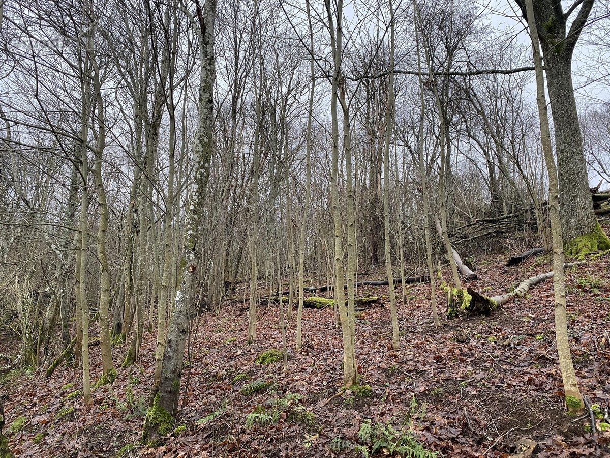 Namų valdos sklypas šalia Golfo laukų. 10 a. - nuotraukos Nr. 10