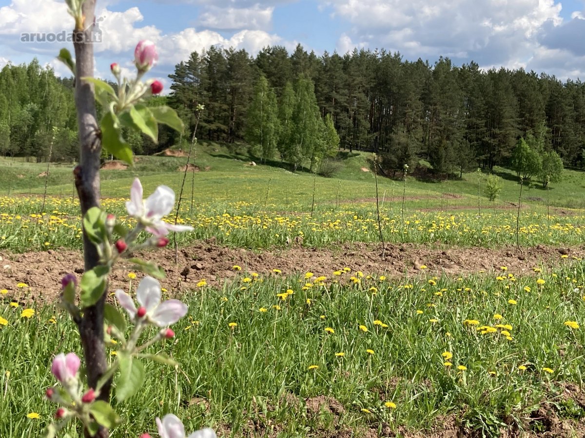 Parduodamas 30 hektarų žemes sklypas, obuolių - nuotraukos Nr. 8