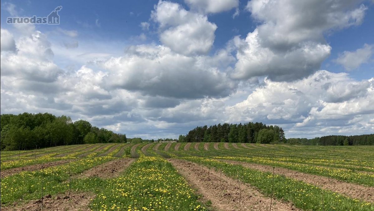 Parduodamas 30 hektarų žemes sklypas, obuolių - nuotraukos Nr. 13