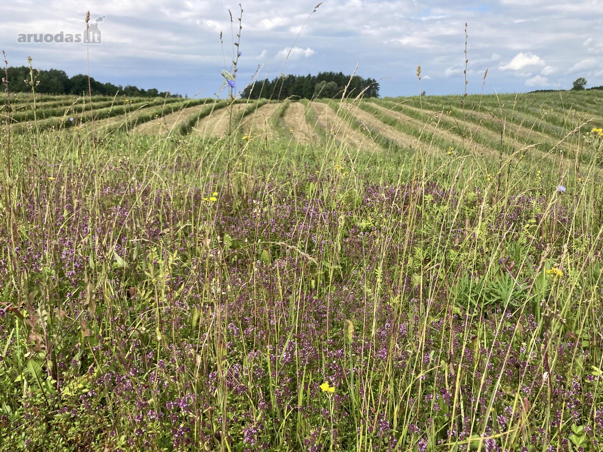 Parduodamas 30 hektarų žemes sklypas, obuolių - nuotraukos Nr. 14
