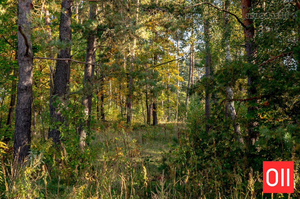 Namuose Prie Miško  - nuotraukos Nr. 39
