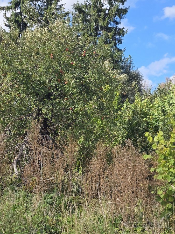 Parduodamas gyvenamasis namas Su 2,73 Ha - nuotraukos Nr. 10