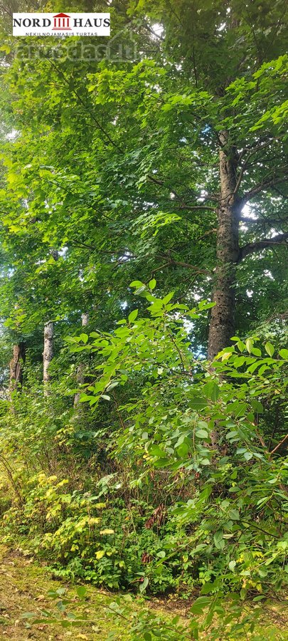 Parduodame tvarkingą sodybą netoli Klaipėdos - nuotraukos Nr. 9