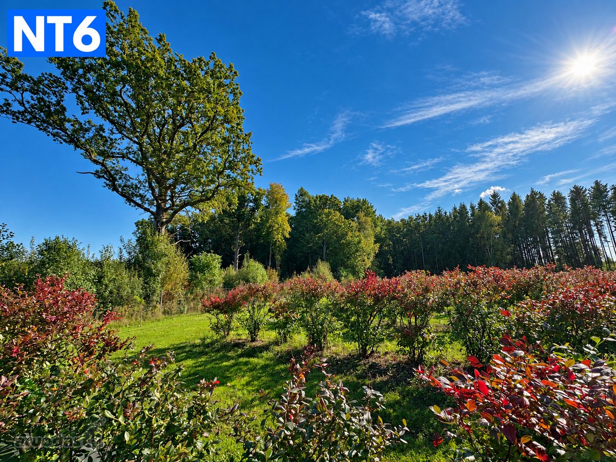 Perspektyvus Šilauogių Ūkis – 3,85 Ha Sklypas - nuotraukos Nr. 11