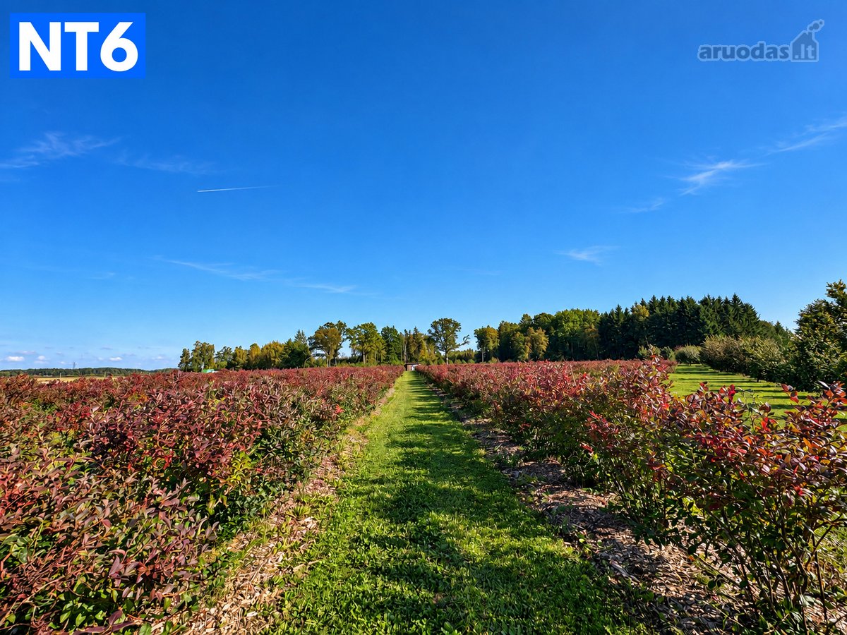 Perspektyvus Šilauogių Ūkis – 3,85 Ha Sklypas - nuotraukos Nr. 13