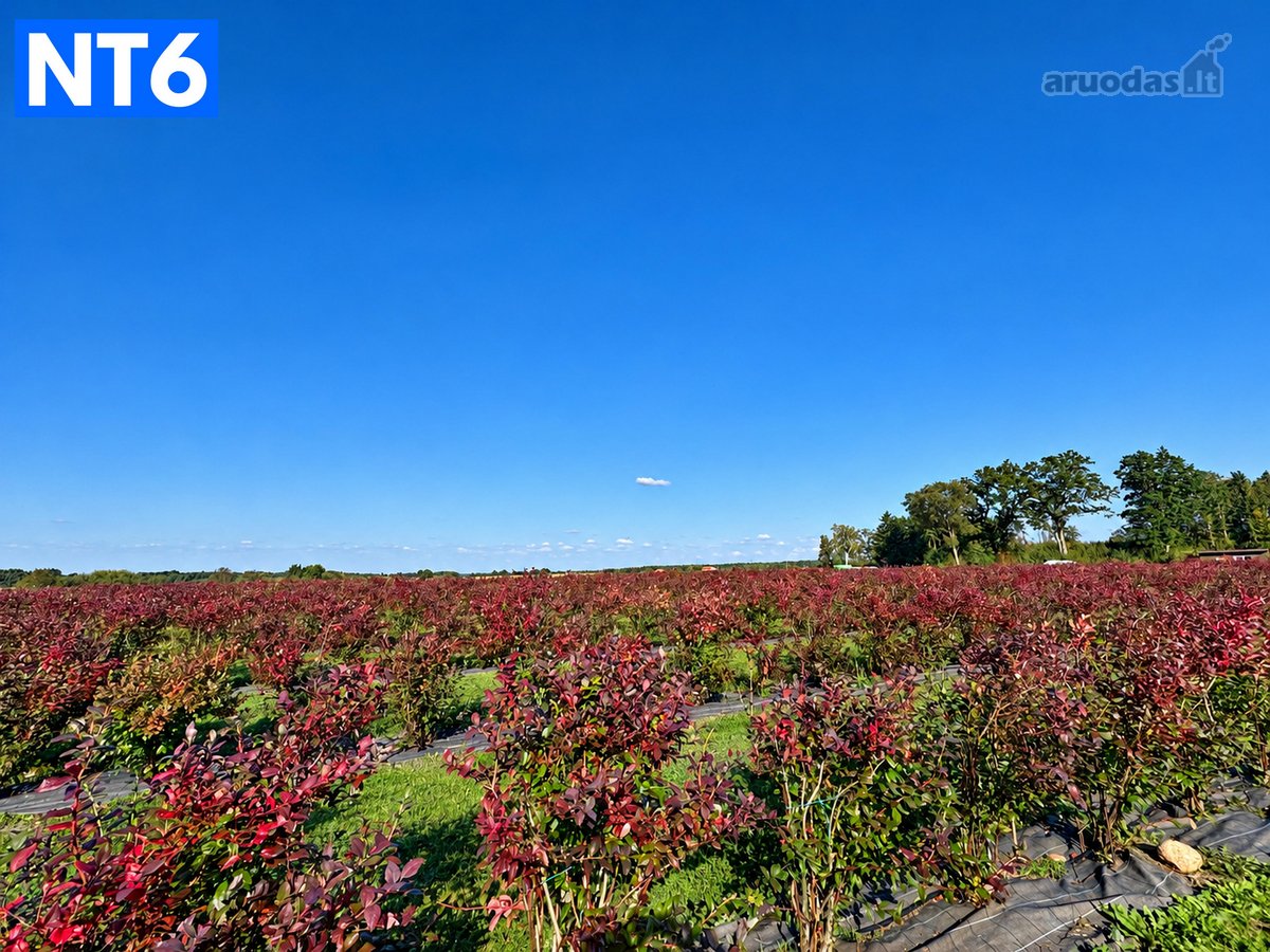 Perspektyvus Šilauogių Ūkis – 3,85 Ha Sklypas - nuotraukos Nr. 14