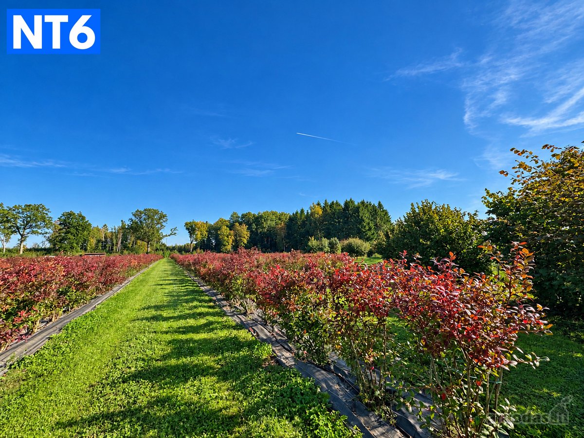 Perspektyvus Šilauogių Ūkis – 3,85 Ha Sklypas - nuotraukos Nr. 15