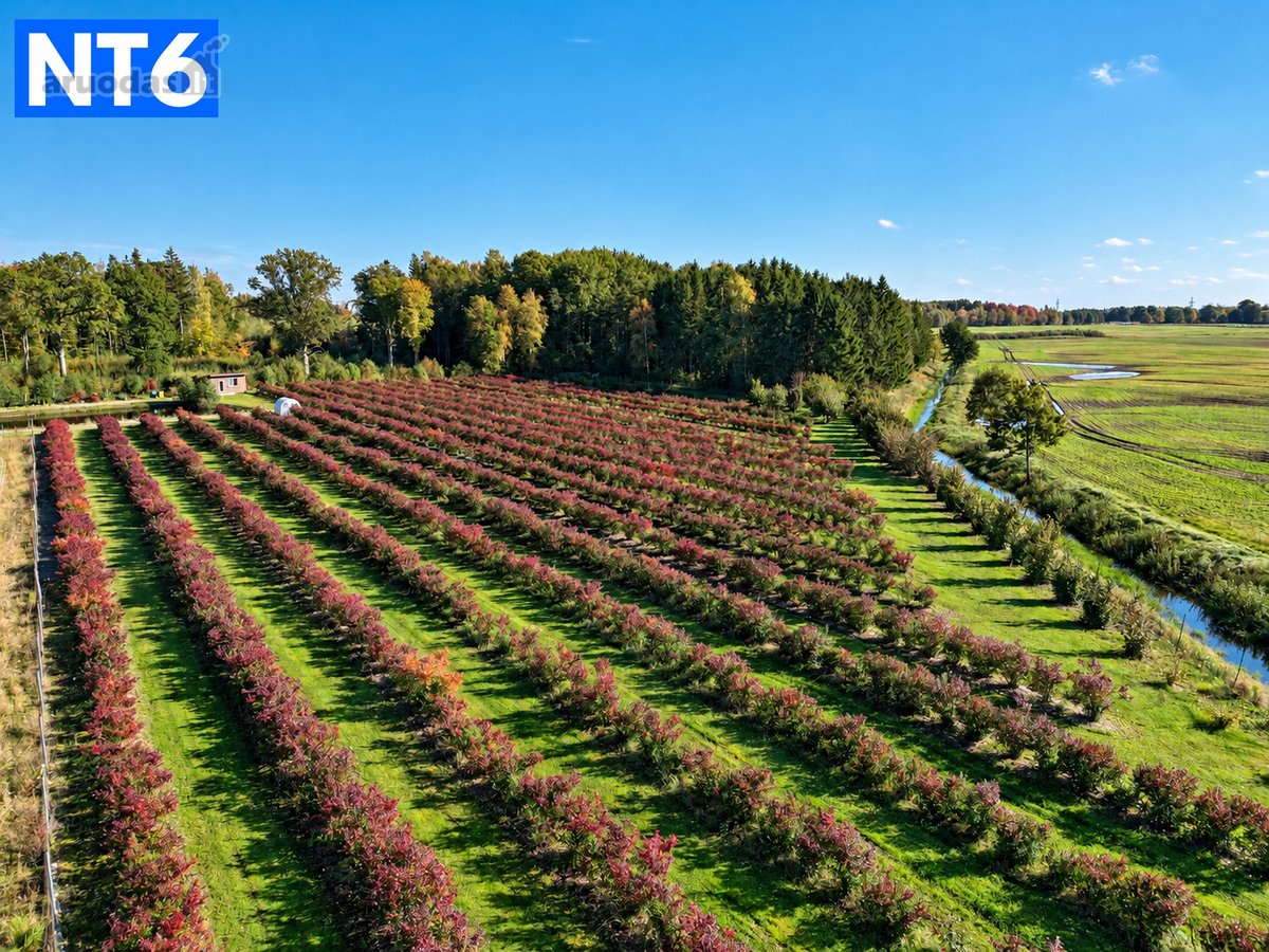 Perspektyvus Šilauogių Ūkis – 3,85 Ha Sklypas - nuotraukos Nr. 6