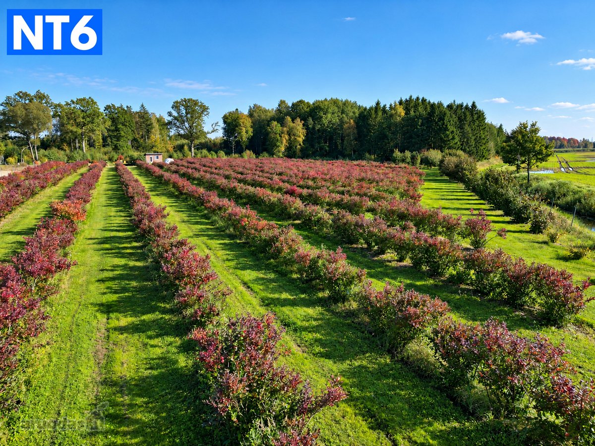 Perspektyvus Šilauogių Ūkis – 3,85 Ha Sklypas - nuotraukos Nr. 16