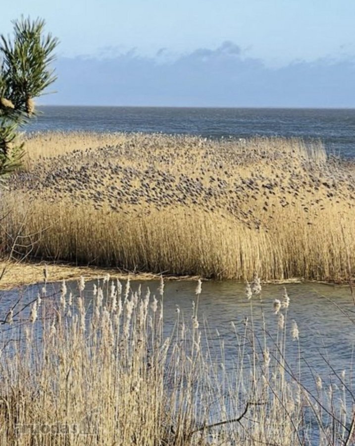 Moderniai įrengtas butas Nidoje – komfortas, - nuotraukos Nr. 15
