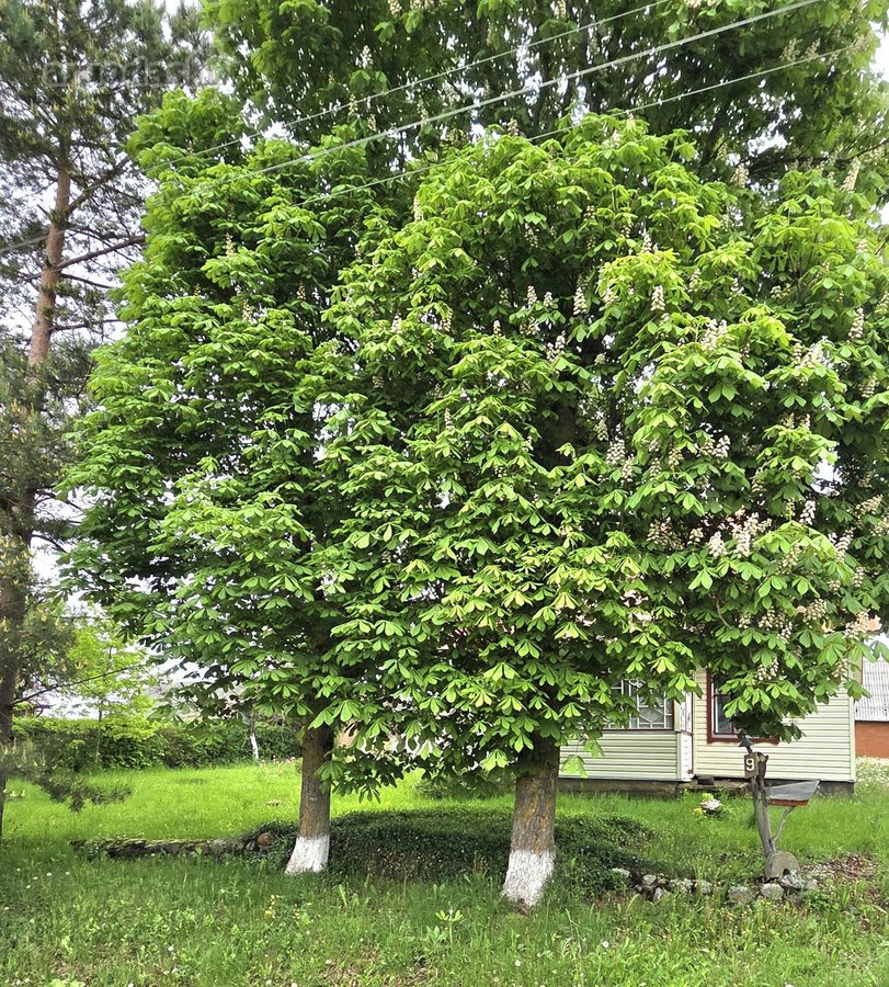 Du dideli kaštonai prie namo tampa tikru šios - nuotraukos Nr. 3