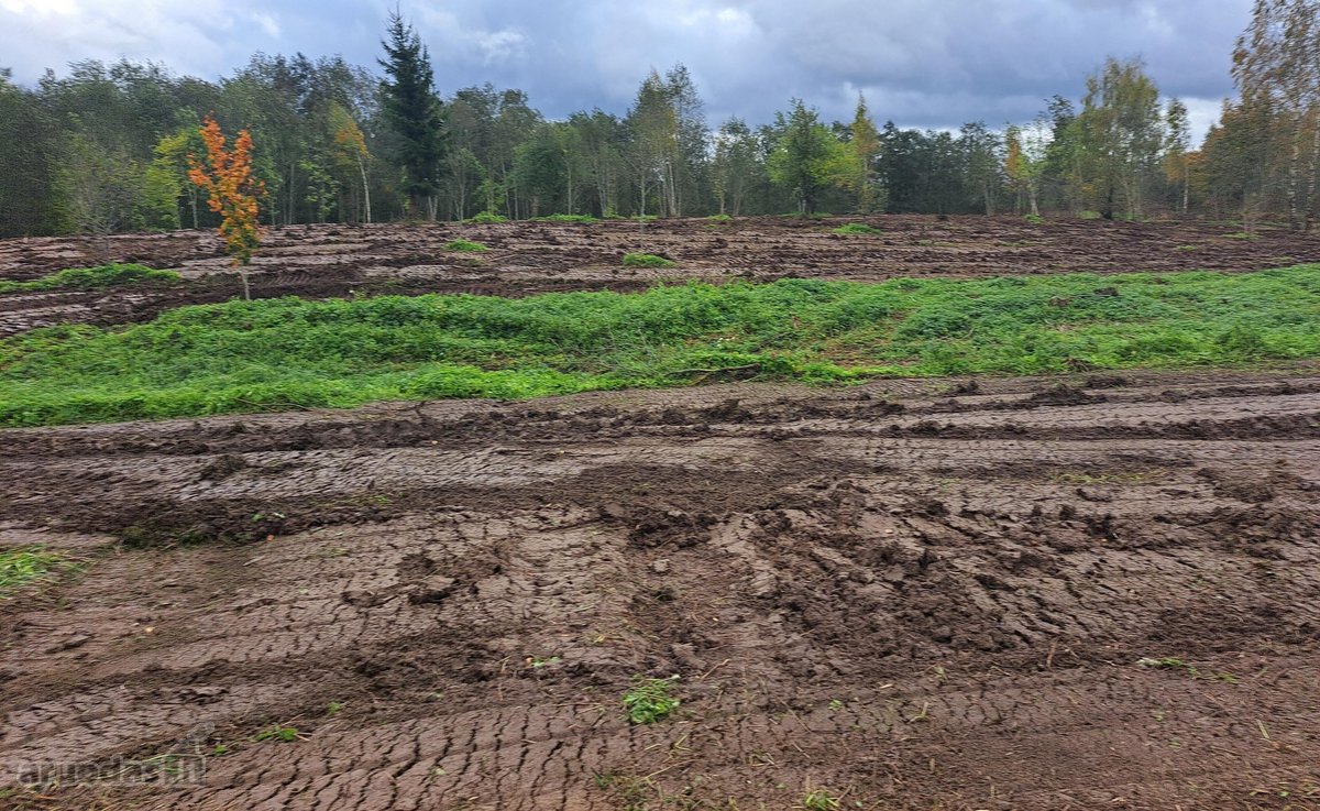 1,36 ha namų valdos sklypas prie Bebrusų upės - nuotraukos Nr. 15