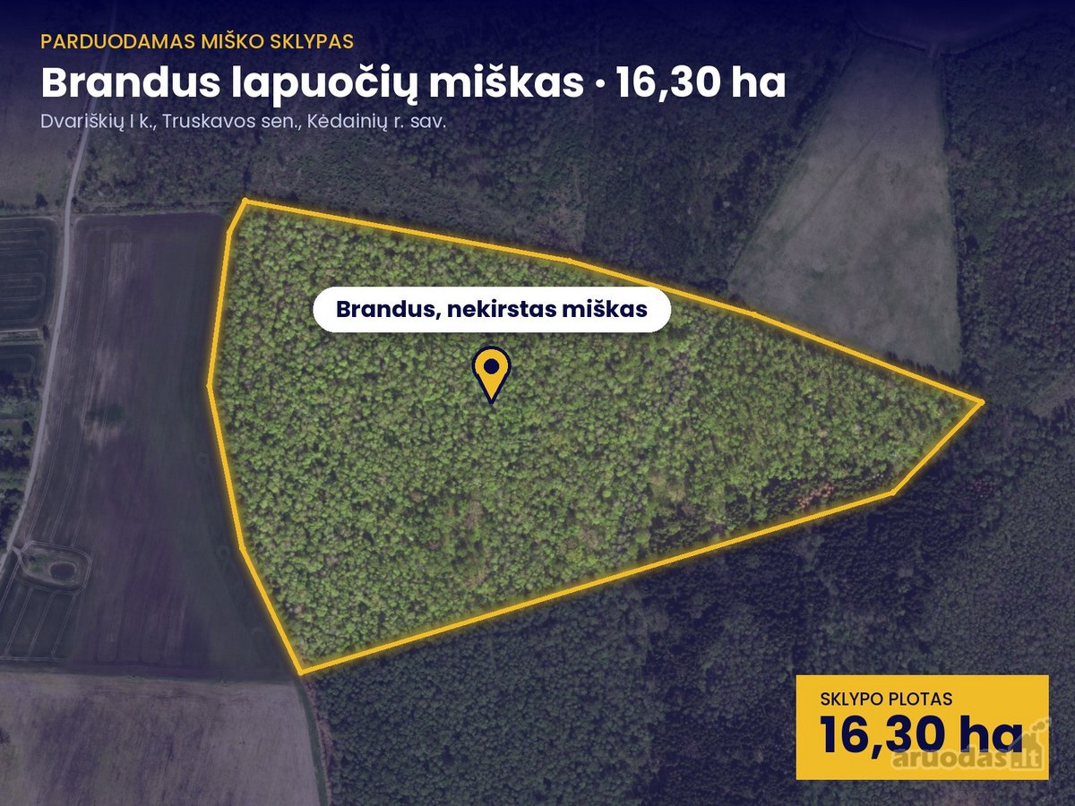  Parduodamas  brandus lapuočių miškas 16,30 - nuotraukos Nr. 3