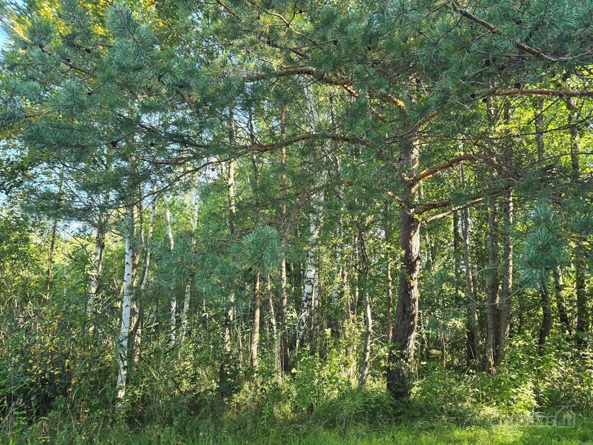 Su sklypu prie ežero, miškų, ežerų, kalvų ir - nuotraukos Nr. 27