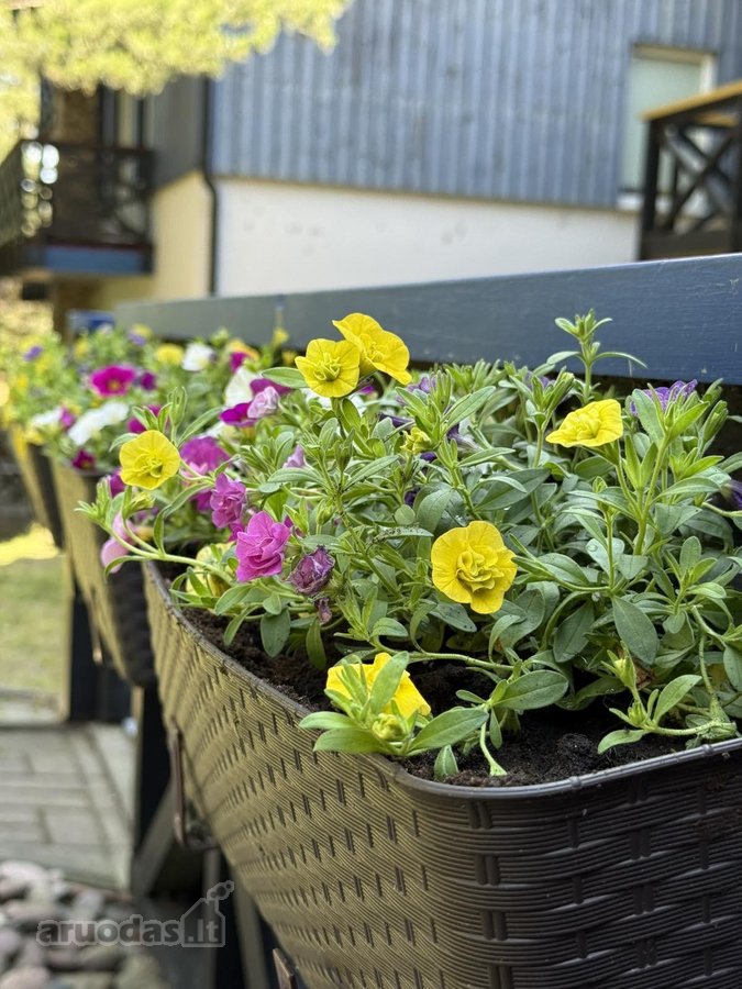 Parduodamas jaukus apartamentas Nidoje su 12 - nuotraukos Nr. 2