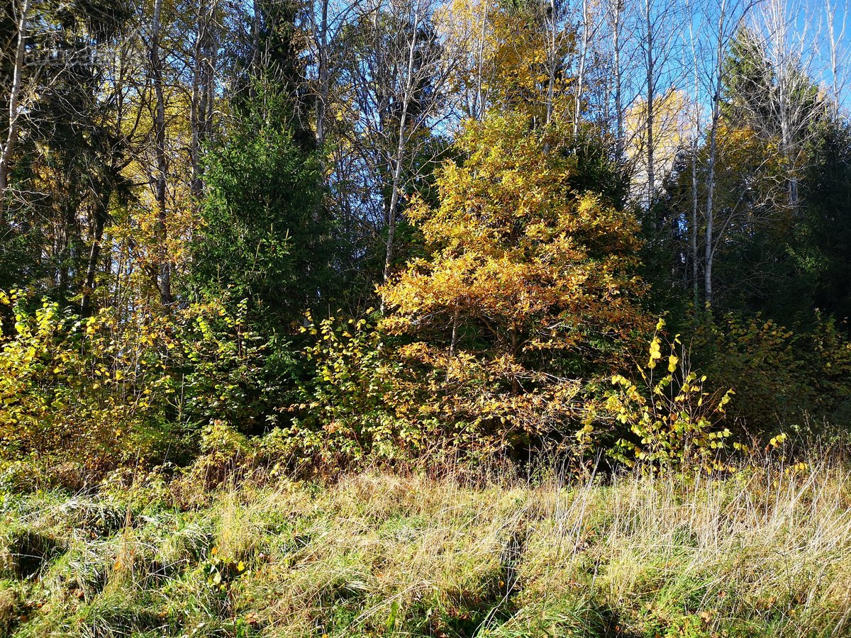 Molėtų r., Inturkės sen., Didžialaukio k. - nuotraukos Nr. 8