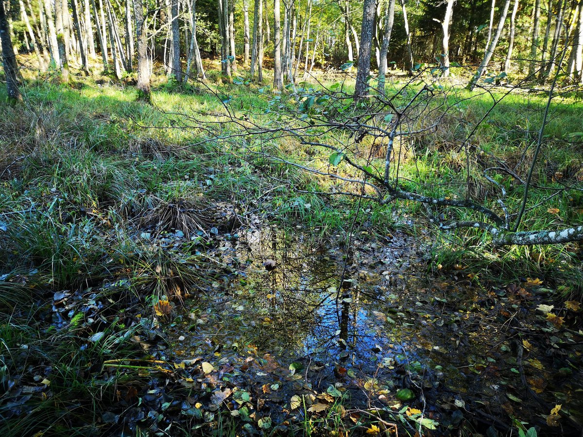 Molėtų r., Inturkės sen., Didžialaukio k. - nuotraukos Nr. 17