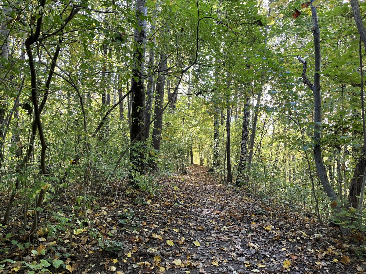 3 Kambarių Butas Žalumos Apsuptyje – Miškas - nuotraukos Nr. 6